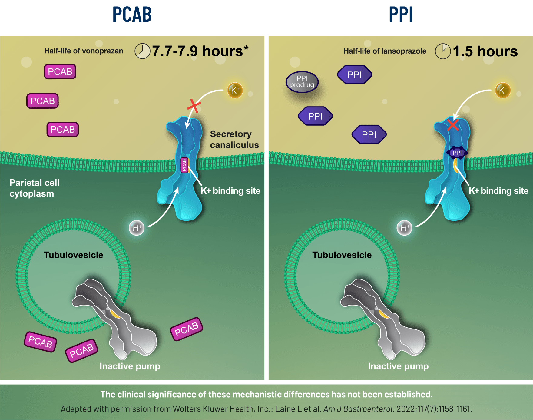 Image shows how a PCAB and PPI suppress acid differently