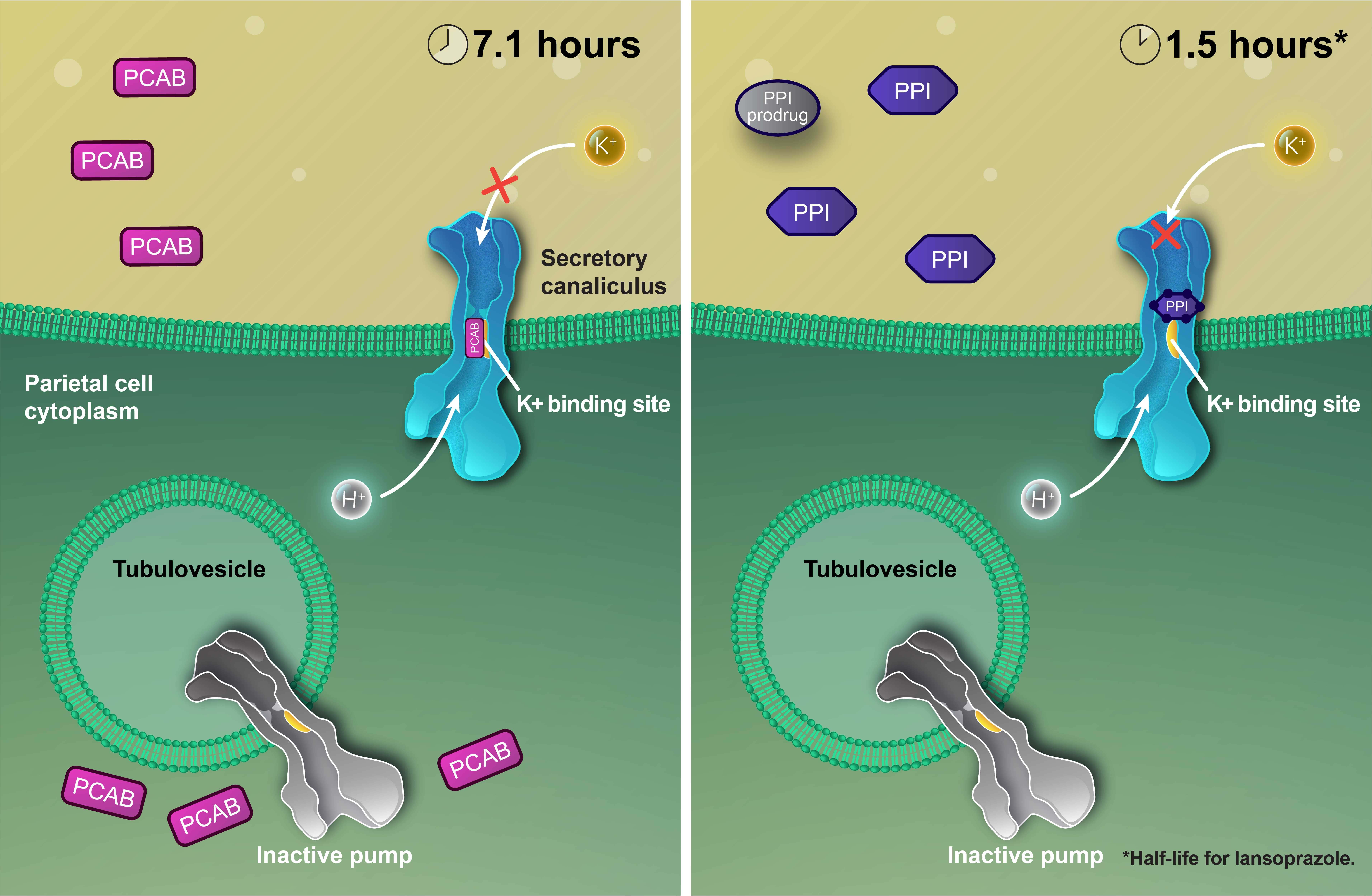 Image showing the mechanism of action of a PCAB and a PPI and their impact on acid suppression